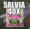 Buy Salvia extract 40X